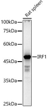 IRF1 Antibody in Western Blot (WB)