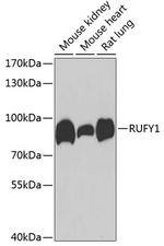 RUFY1 Polyclonal Antibody