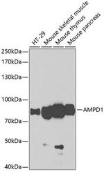 AMPD1 Polyclonal Antibody