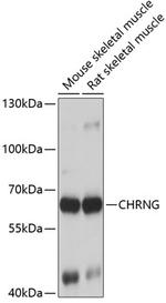 CHRNG Antibody in Western Blot (WB)