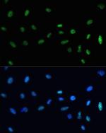 SAFB Polyclonal Antibody