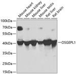 OSGEPL1 Antibody in Western Blot (WB)