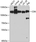 CD6 Polyclonal Antibody