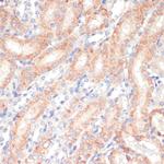 WNT5B Antibody in Immunohistochemistry (Paraffin) (IHC (P))
