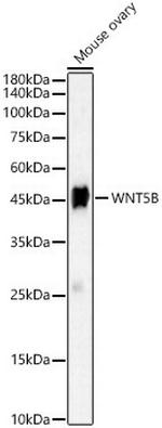 WNT5B Antibody in Western Blot (WB)