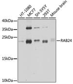RAB24 Polyclonal Antibody