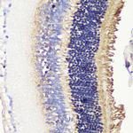 PDC Polyclonal Antibody