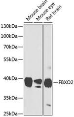 FBXO2 Polyclonal Antibody