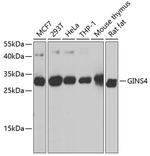 GINS4 Polyclonal Antibody