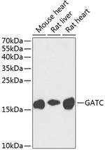 GATC Polyclonal Antibody