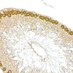 HDGFRP3 Polyclonal Antibody