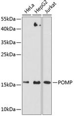 POMP Polyclonal Antibody