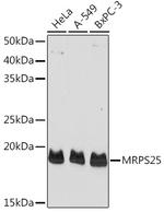 MRPS25 Polyclonal Antibody