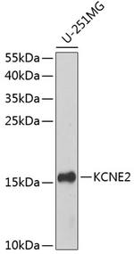KCNE2 Polyclonal Antibody