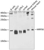 MRPS6 Polyclonal Antibody