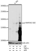 Phospho-ASK1 (Ser83) Antibody in Western Blot (WB)