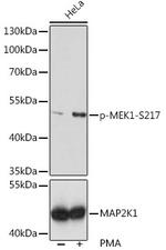 Phospho-MEK1 (Ser217) Antibody in Western Blot (WB)