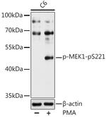 Phospho-MEK1 (Ser221) Antibody in Western Blot (WB)