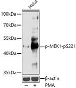 Phospho-MEK1 (Ser221) Antibody in Western Blot (WB)