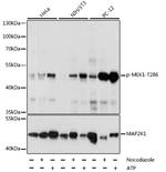 Phospho-MEK1 (Thr286) Antibody in Western Blot (WB)