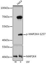 Phospho-MAP2K4 (Ser257) Polyclonal Antibody