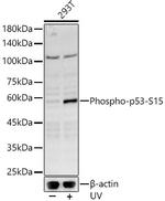 Phospho-p53 (Ser15) Antibody in Western Blot (WB)