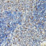 Phospho-VASP (Ser239) Antibody in Immunohistochemistry (Paraffin) (IHC (P))