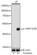 Phospho-VASP (Ser239) Antibody in Western Blot (WB)