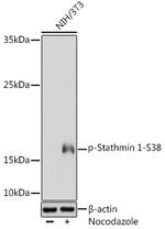 Phospho-Stathmin 1 (Ser38) Polyclonal Antibody