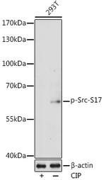 Phospho-SRC (Ser17) Antibody in Western Blot (WB)
