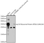 Phospho-S6 (Ser240, Ser244) Antibody in Immunoprecipitation (IP)