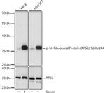 Phospho-S6 (Ser240, Ser244) Antibody in Western Blot (WB)