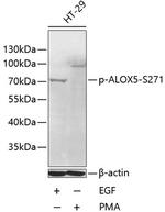 Phospho-ALOX5 (Ser271) Polyclonal Antibody