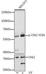Phospho-CHK2 (Ser516) Polyclonal Antibody