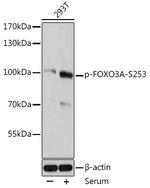 Phospho-FOXO3A (Ser253) Antibody in Western Blot (WB)