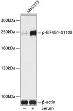 Phospho-eIF4G (Ser1108) Polyclonal Antibody