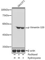 Phospho-Vimentin (Ser39) Antibody in Western Blot (WB)