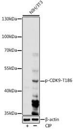 Phospho-CDK9 (Thr186) Polyclonal Antibody