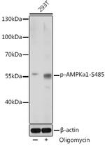 Phospho-AMPK alpha-1 (Ser485) Polyclonal Antibody