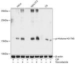 Phospho-Histone H3 (Thr45) Antibody in Western Blot (WB)