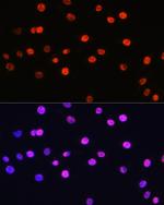 Phospho-Histone H3 (Thr6) Antibody in Immunocytochemistry (ICC/IF)