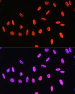 Phospho-Histone H3 (Thr6) Antibody in Immunocytochemistry (ICC/IF)