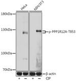 Phospho-MYPT1 (Thr853) Polyclonal Antibody
