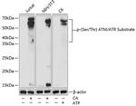 Phospho-(Ser/Thr) ATM + ATR Substrate Antibody in Western Blot (WB)
