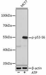 Phospho-p53 (Ser6) Antibody in Western Blot (WB)