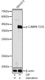 Phospho-C/EBP beta (Thr235) Polyclonal Antibody