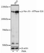 Phospho-ATP1A1 (Ser16) Polyclonal Antibody