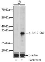 Phospho-Bcl-2 (Ser87) Antibody in Western Blot (WB)