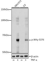 Phospho-IKK gamma (Ser376) Polyclonal Antibody