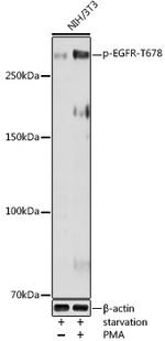 Phospho-EGFR (Thr678) Antibody in Western Blot (WB)